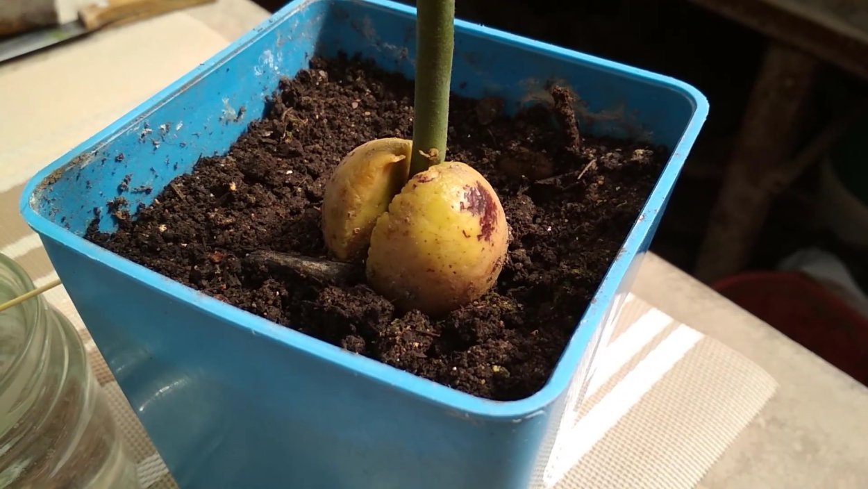 Гранадилла Росток