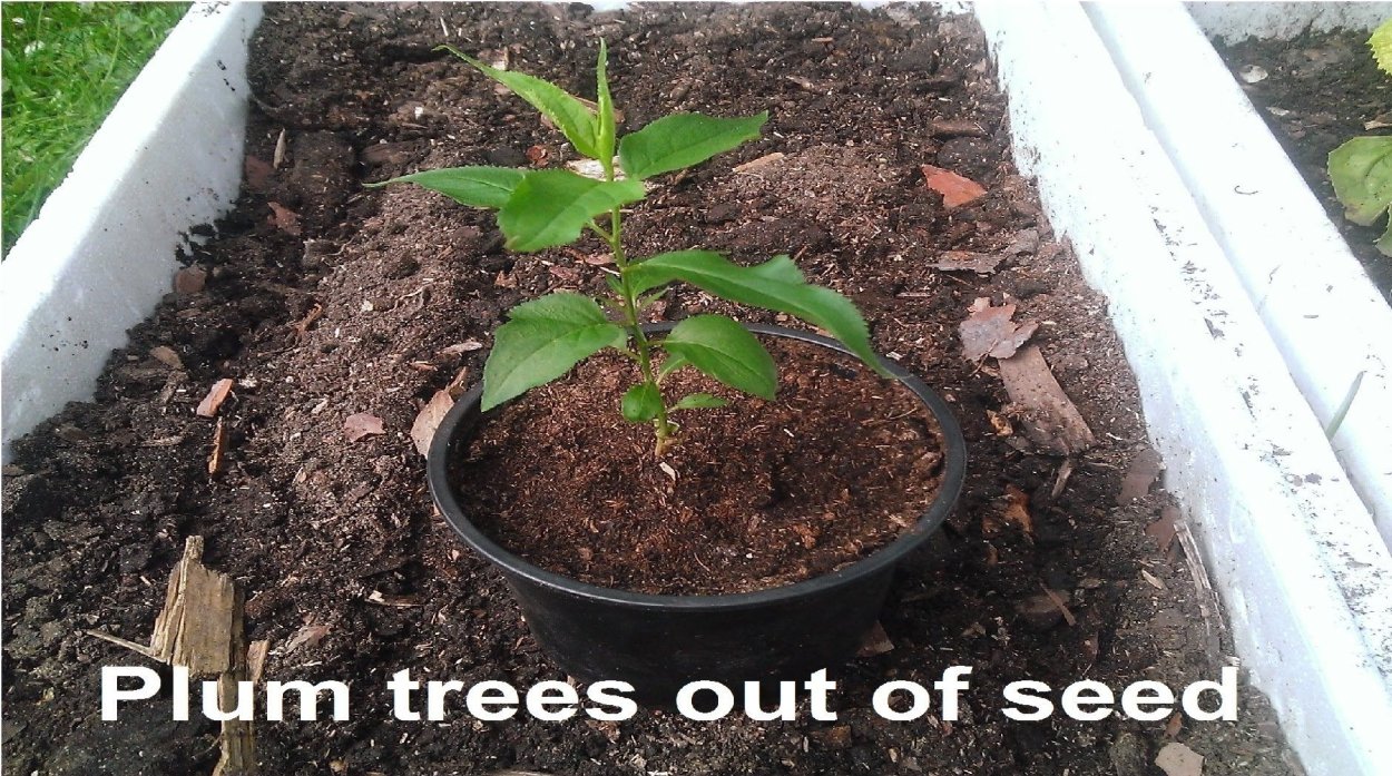 Росток персика из косточки