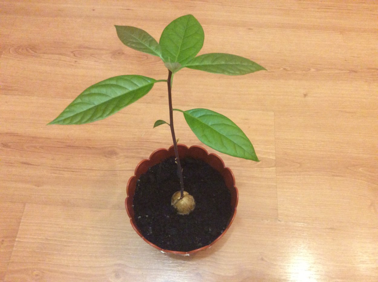 Прорастить нектарин из косточки