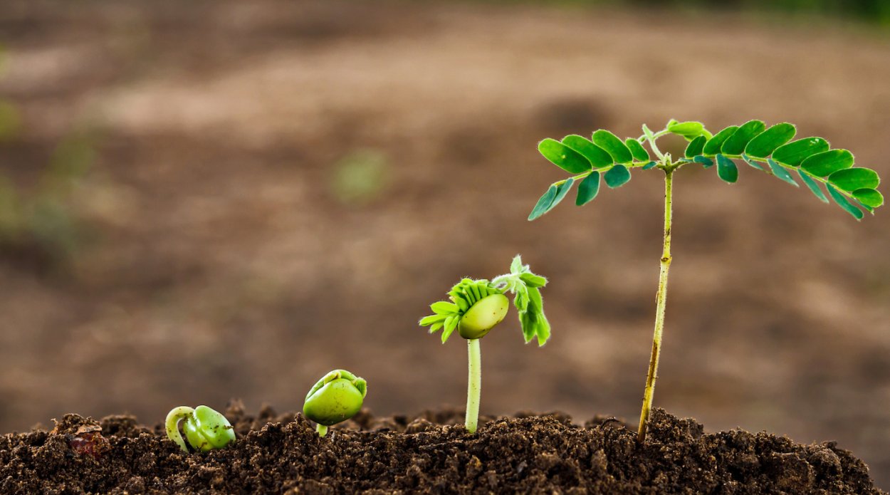 Росток абрикоса из косточки