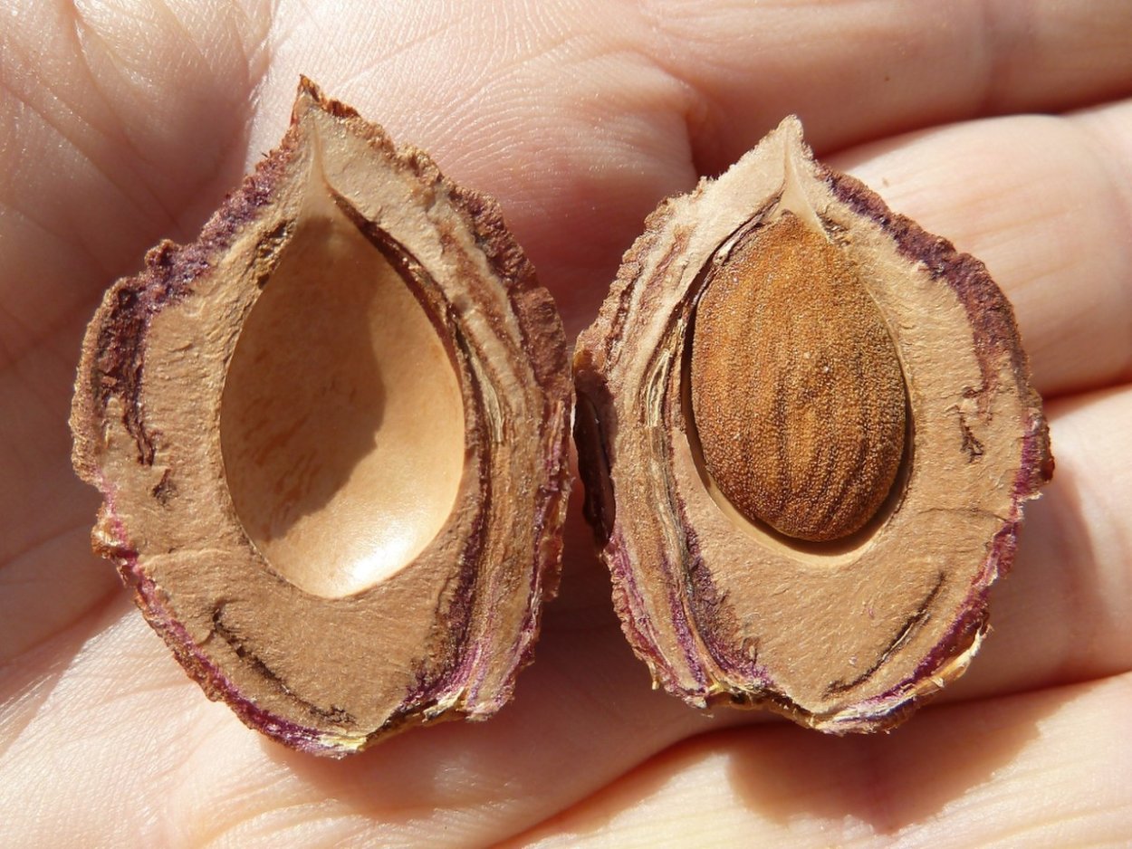 Ростки огурцов из семян