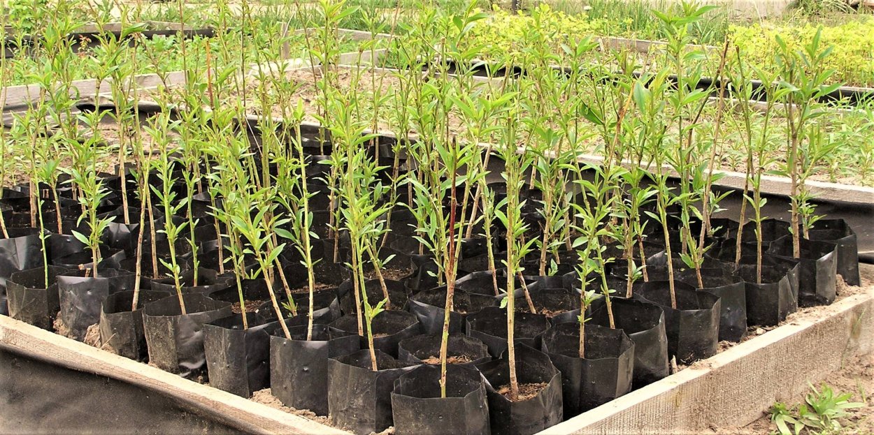 Нектарин саженцы