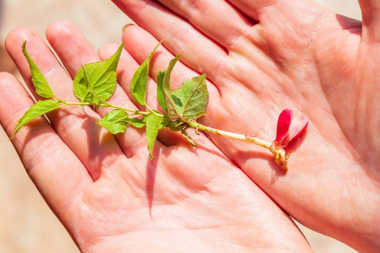 Ка растет абрикос Росток