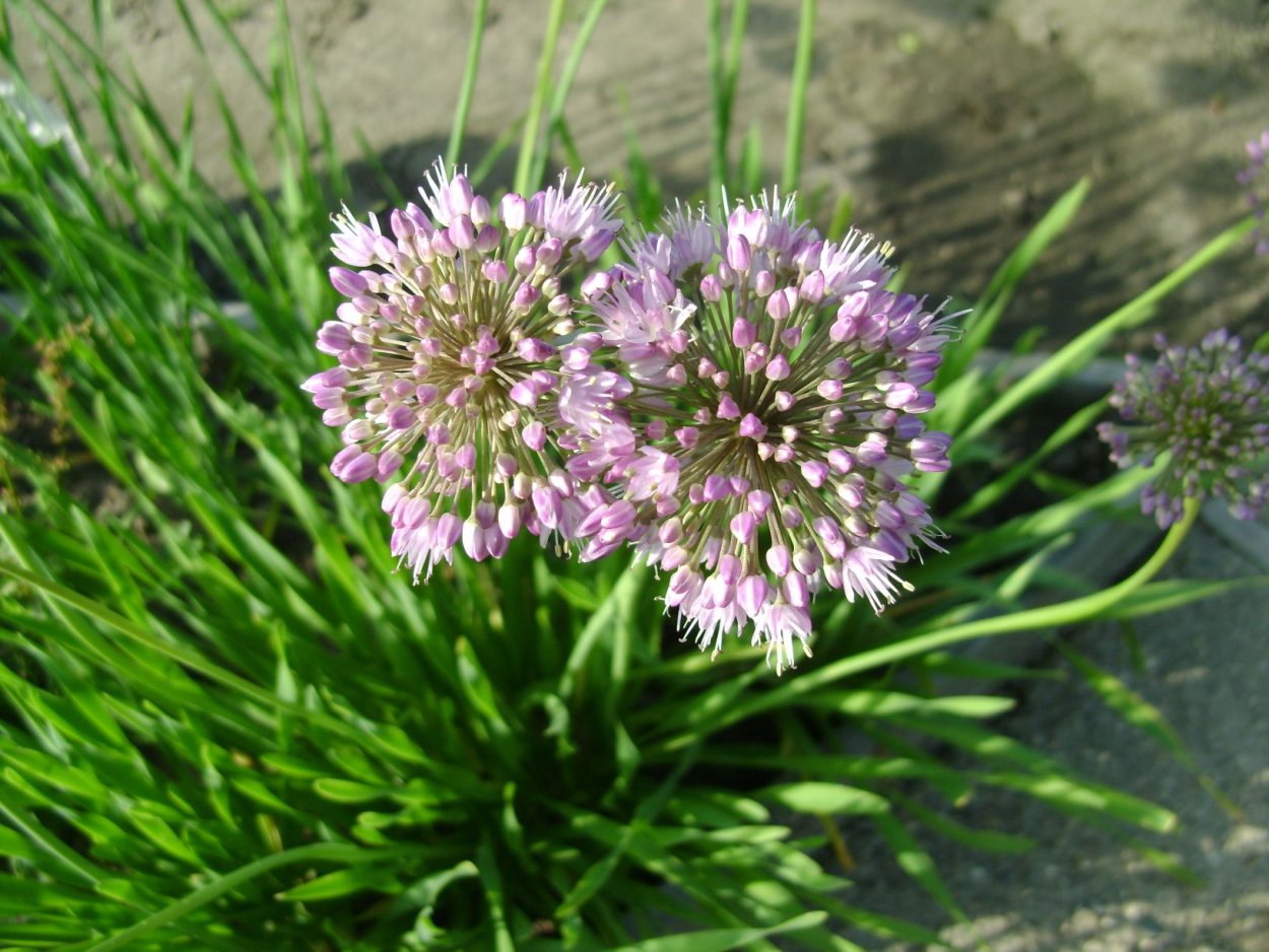 Лук поникающий (слизун) (Allium Nutans)