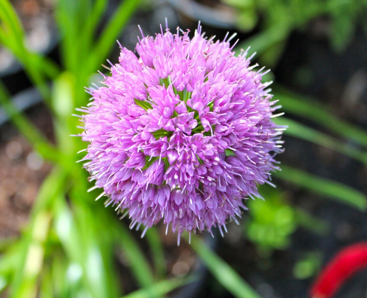 Лук-слизун (Allium Nutans)