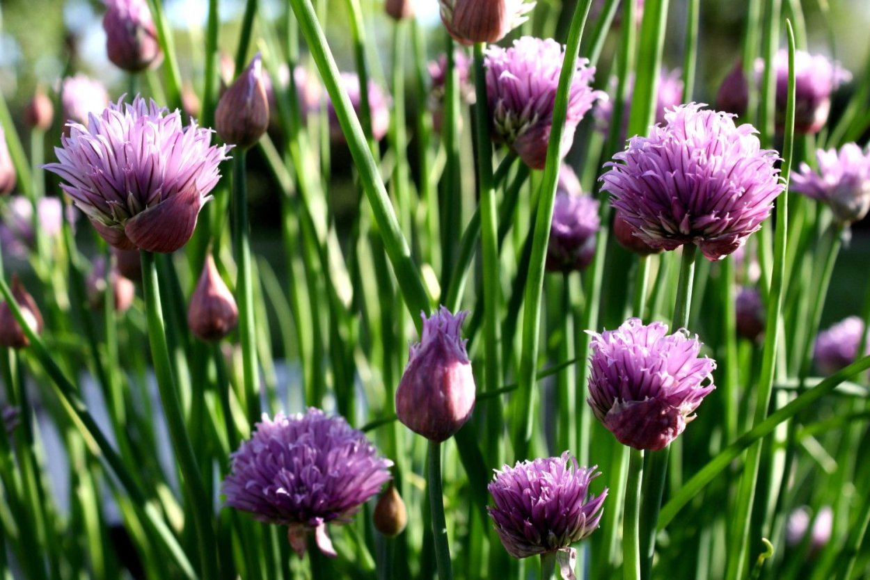 Лук шнитт (Allium schoenoprasum)