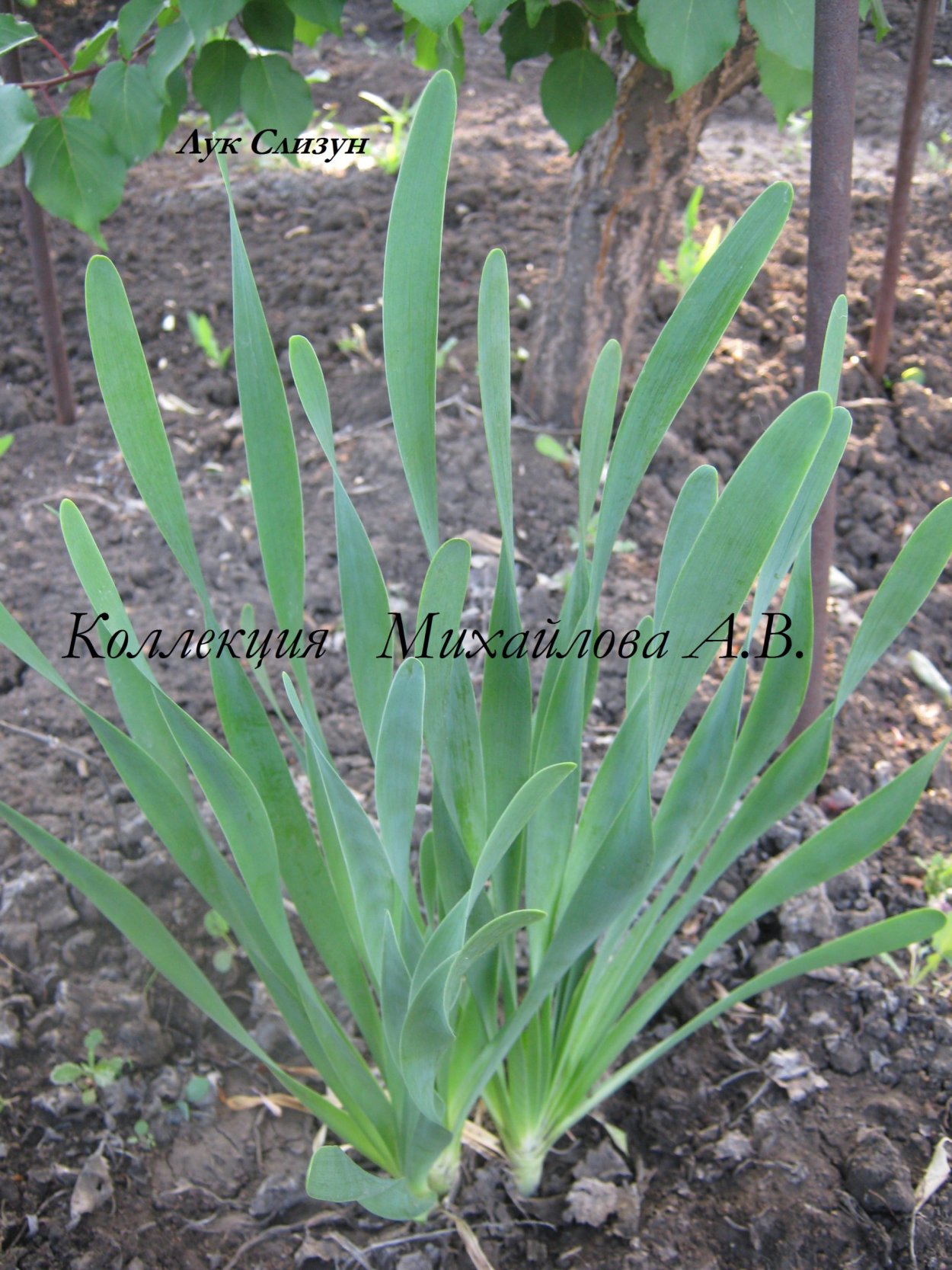 Дикий лук аллиум