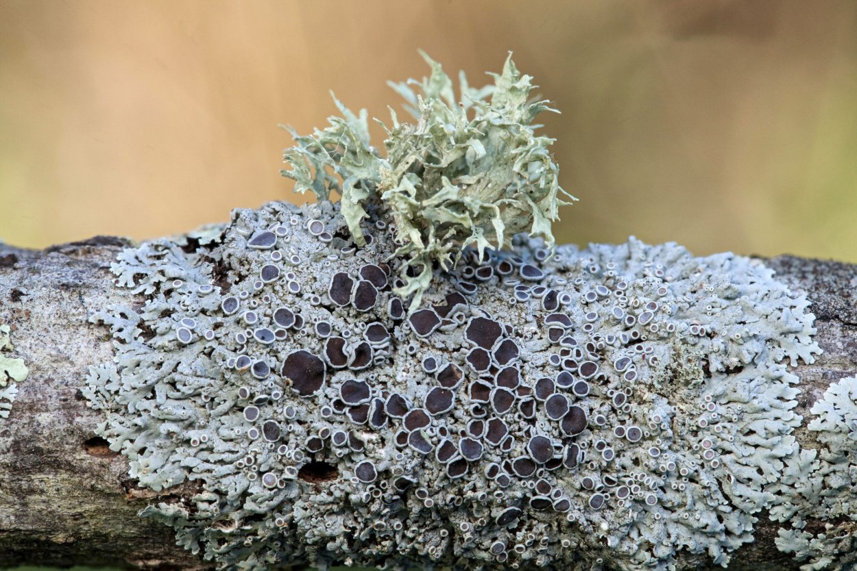 Лишайники Эстетика