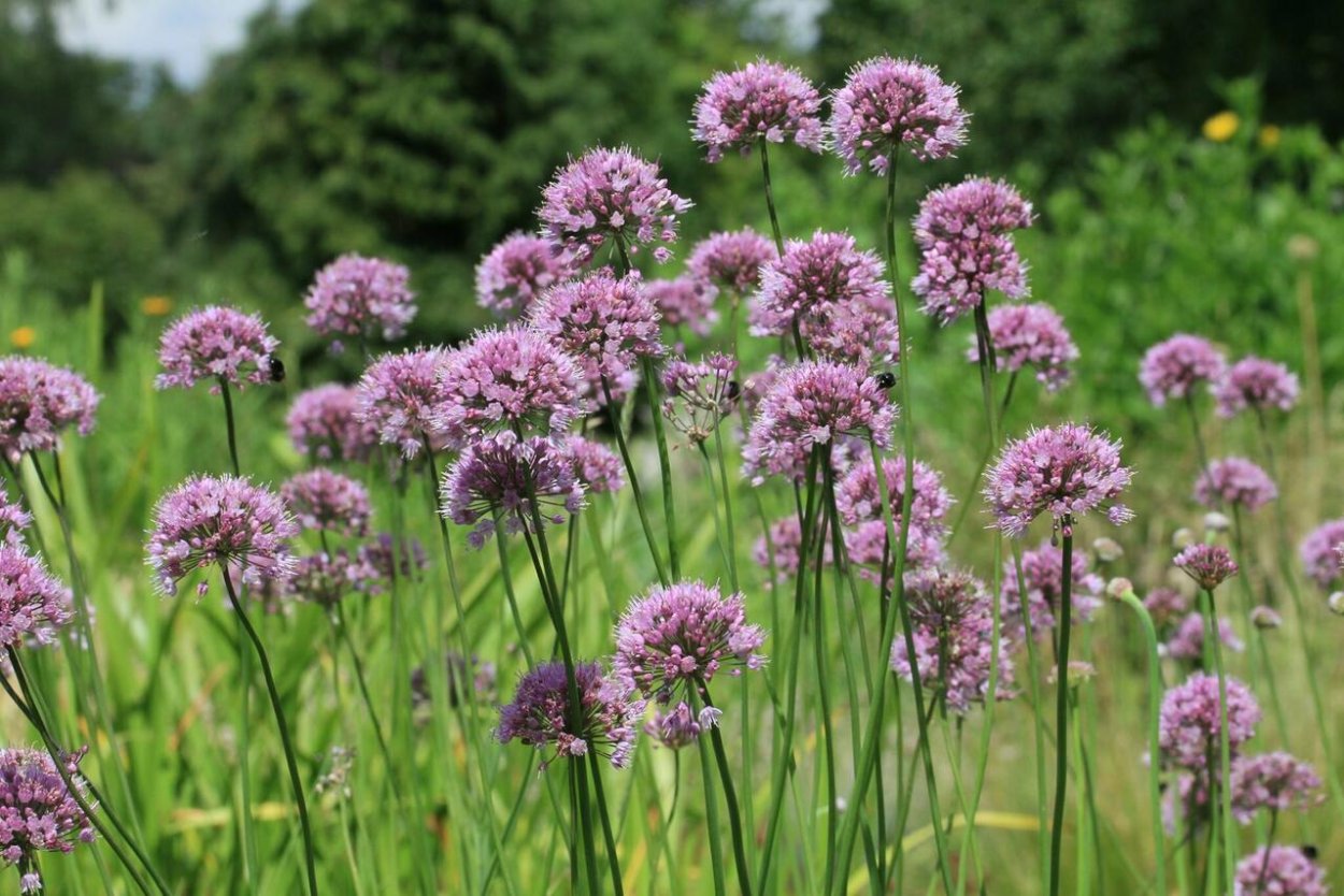 Лук поникающий (слизун) (Allium Nutans)