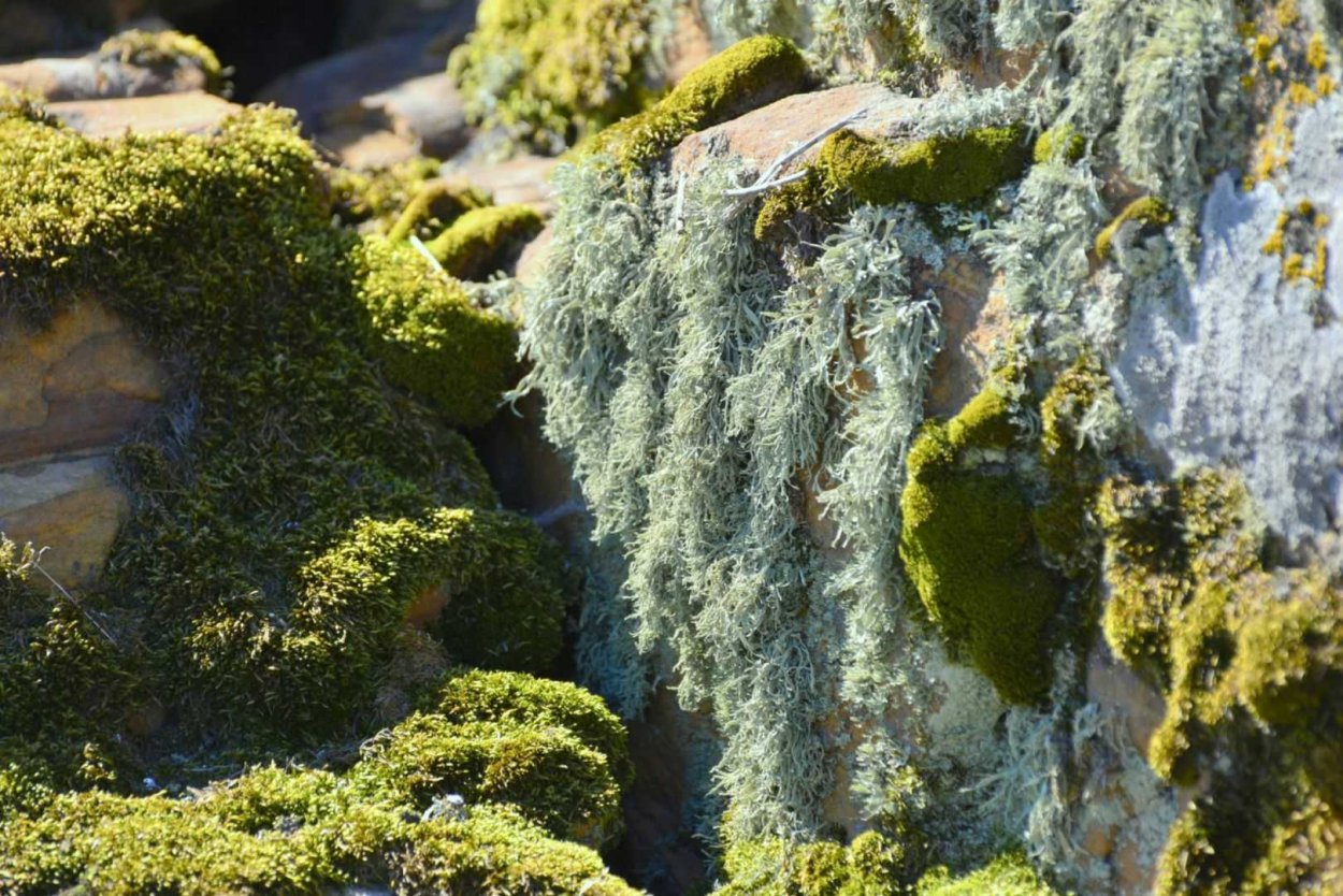 Лишайник Evernia prunastri