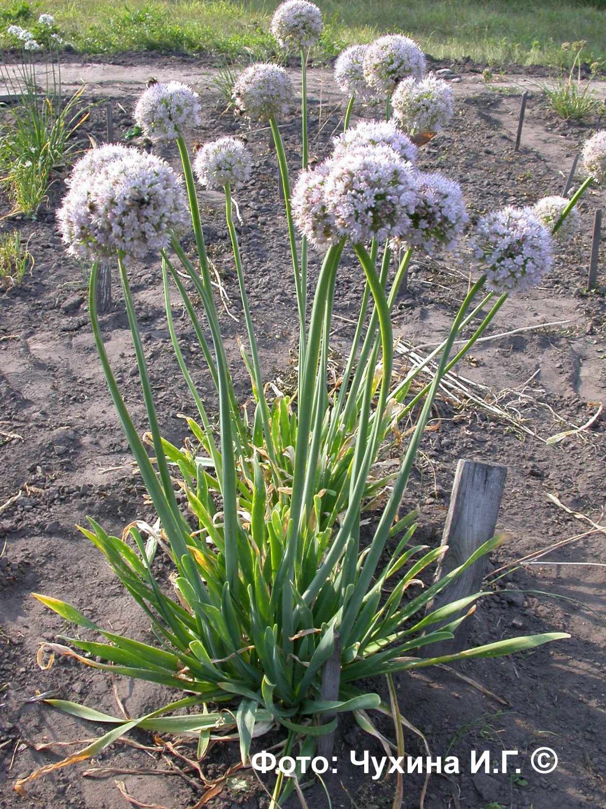 Лук слизун Мангыр