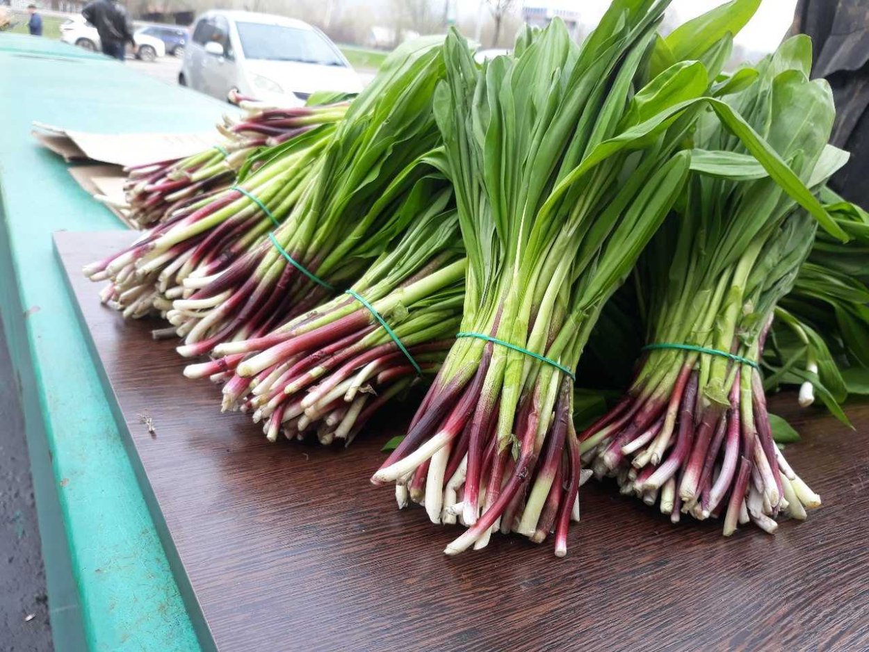 Лук-слизун черемша