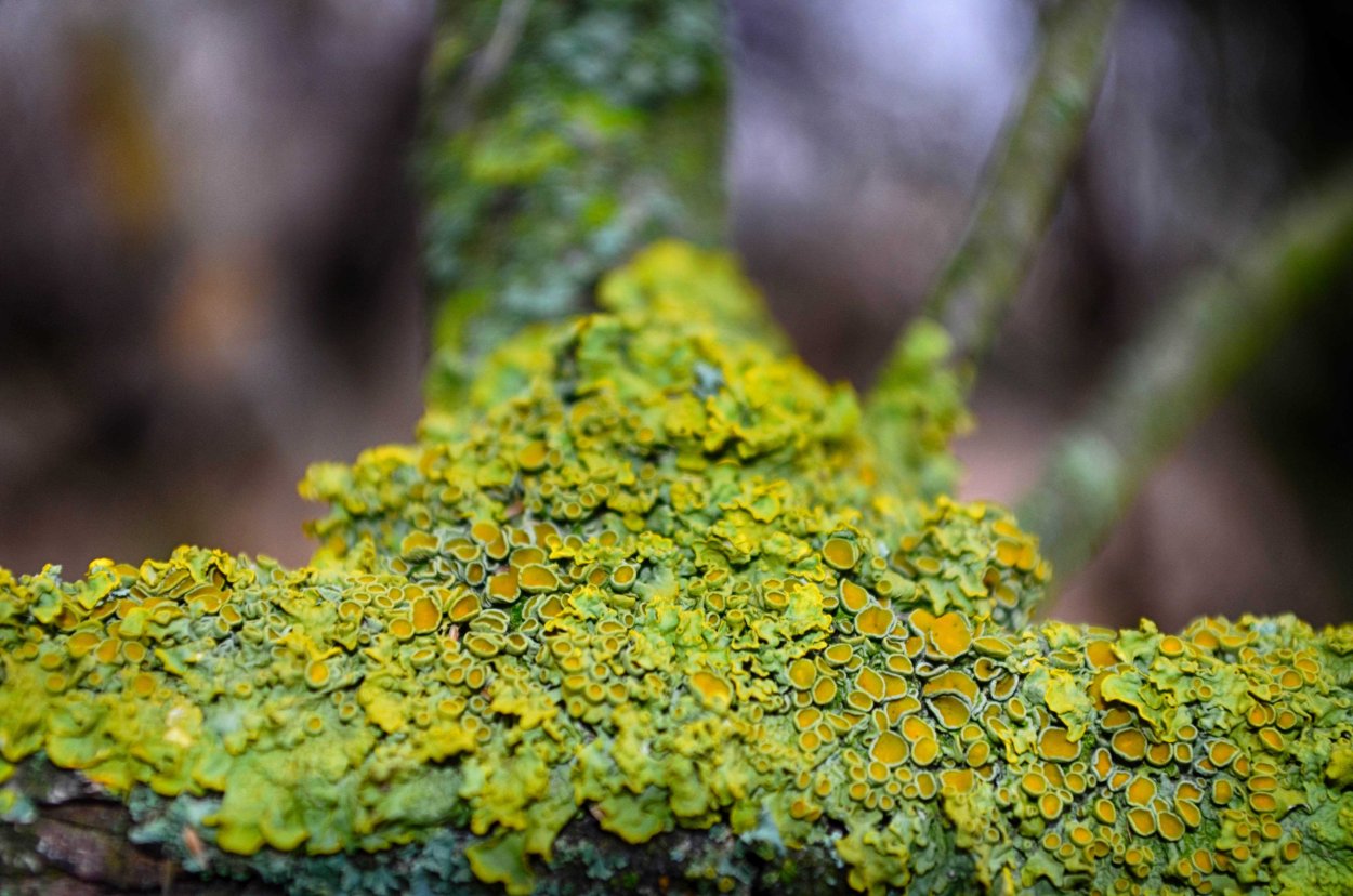 Пармелия бороздчатая