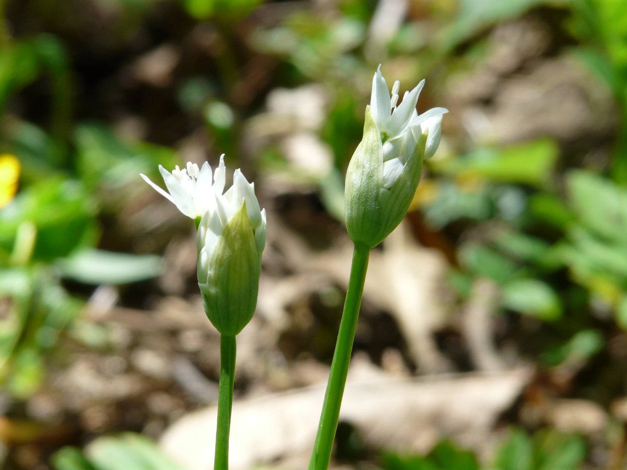 Аллиум шнитт