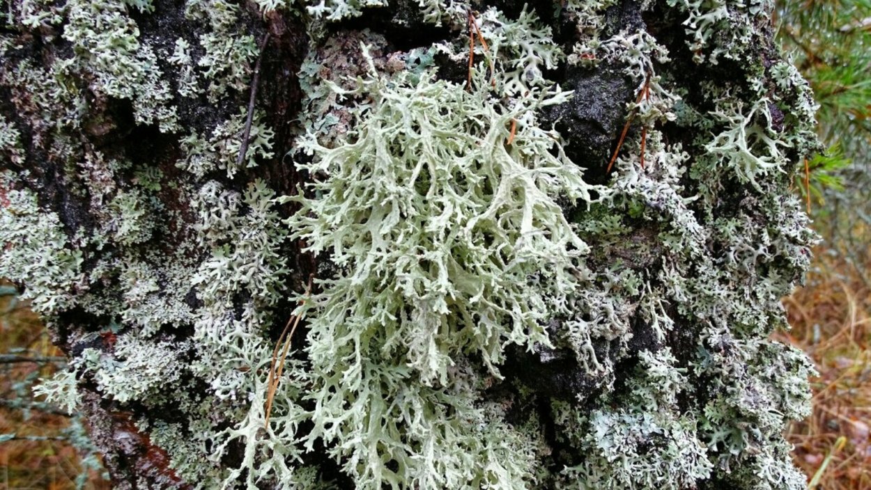 Черный лишайник