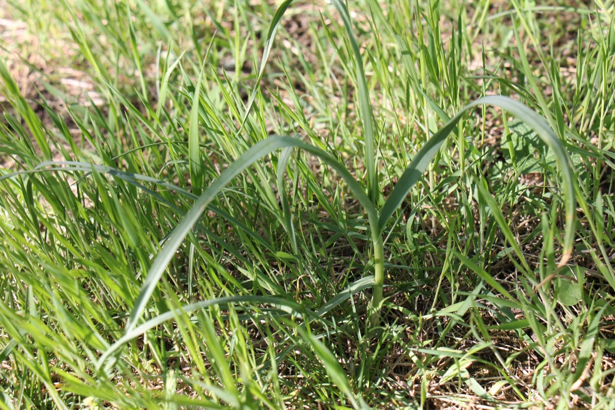 Дикий чеснок