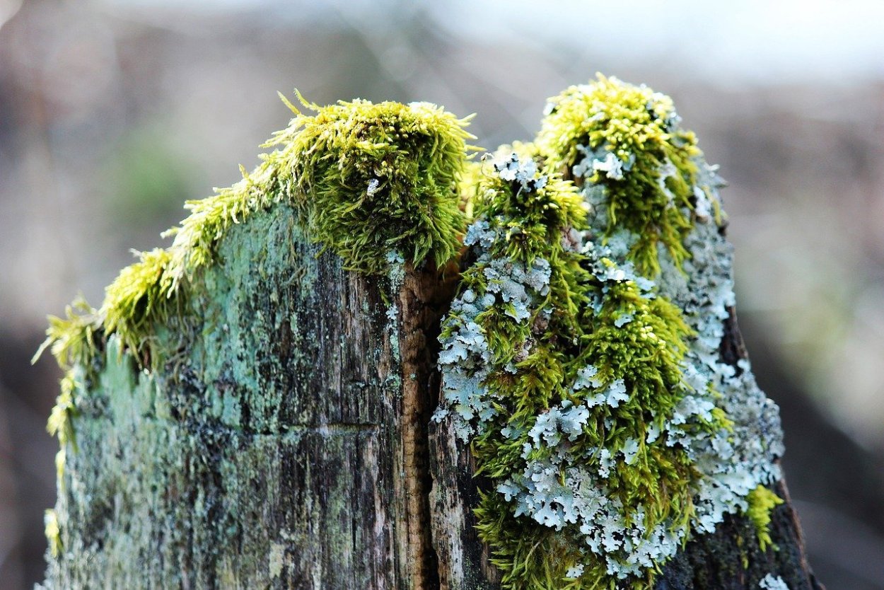 Желтый накипной лишайник