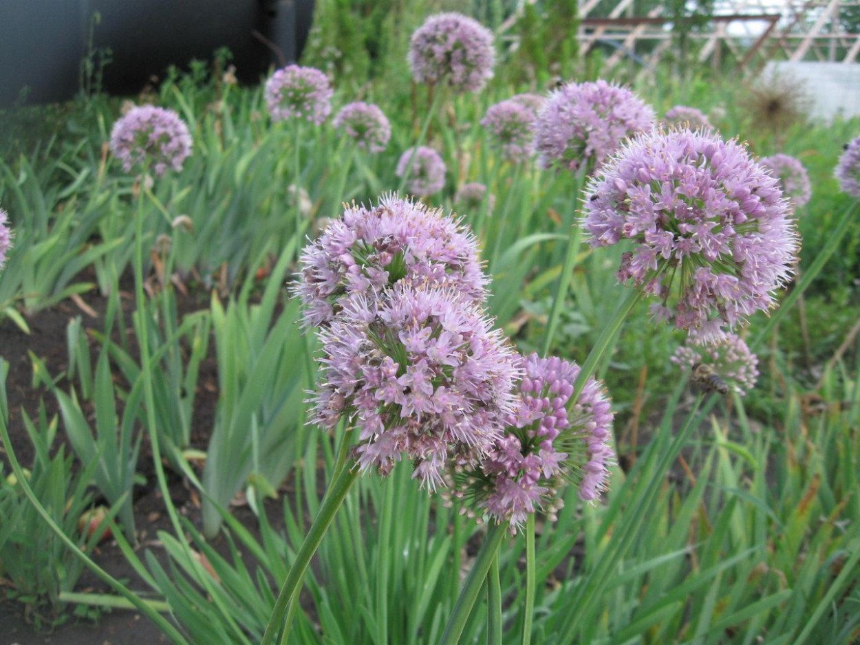 Лук поникающий слизун