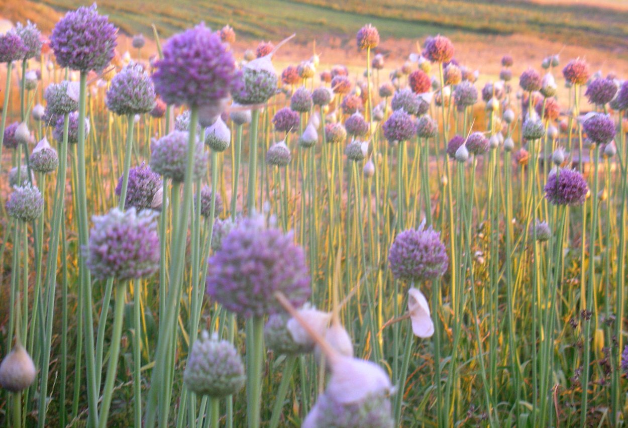 .Джусай лук джусай