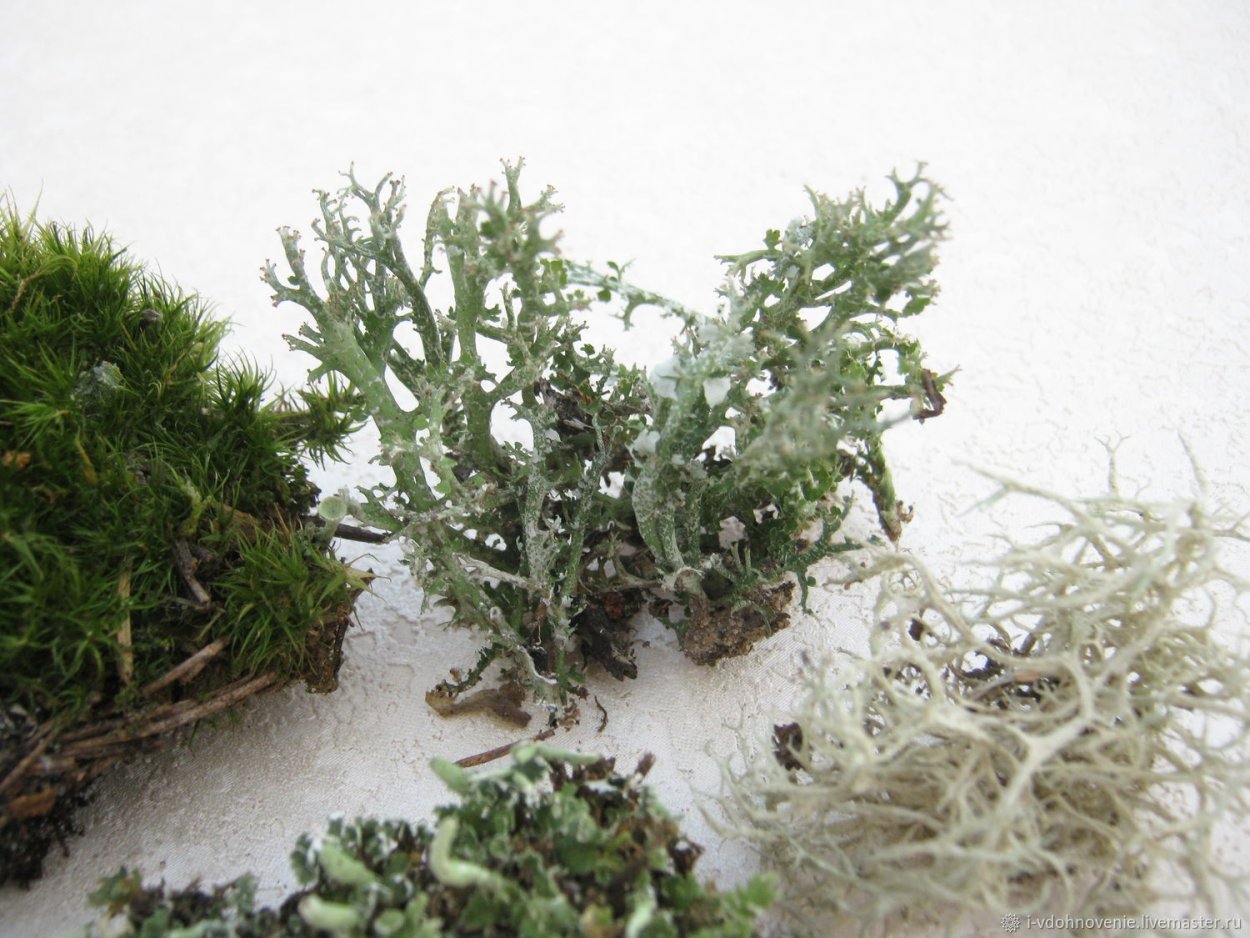 Строение кустистого лишайника