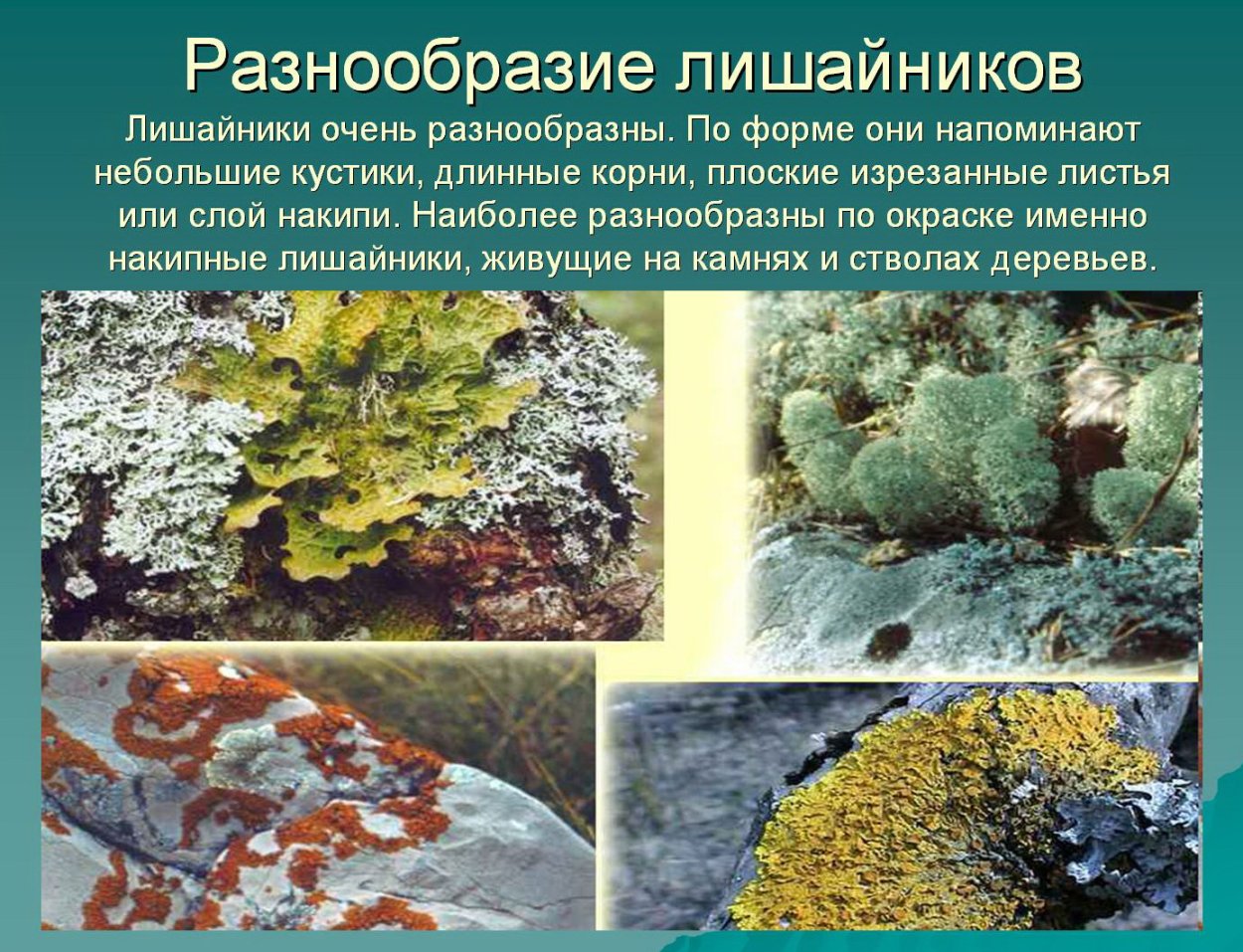 Эверния лишайник