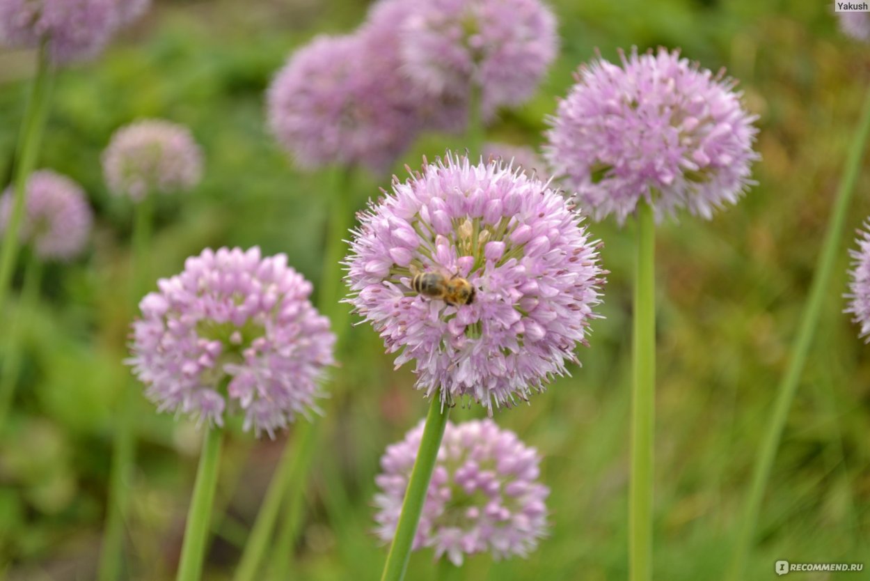 Лук поникающий (слизун) (Allium Nutans)