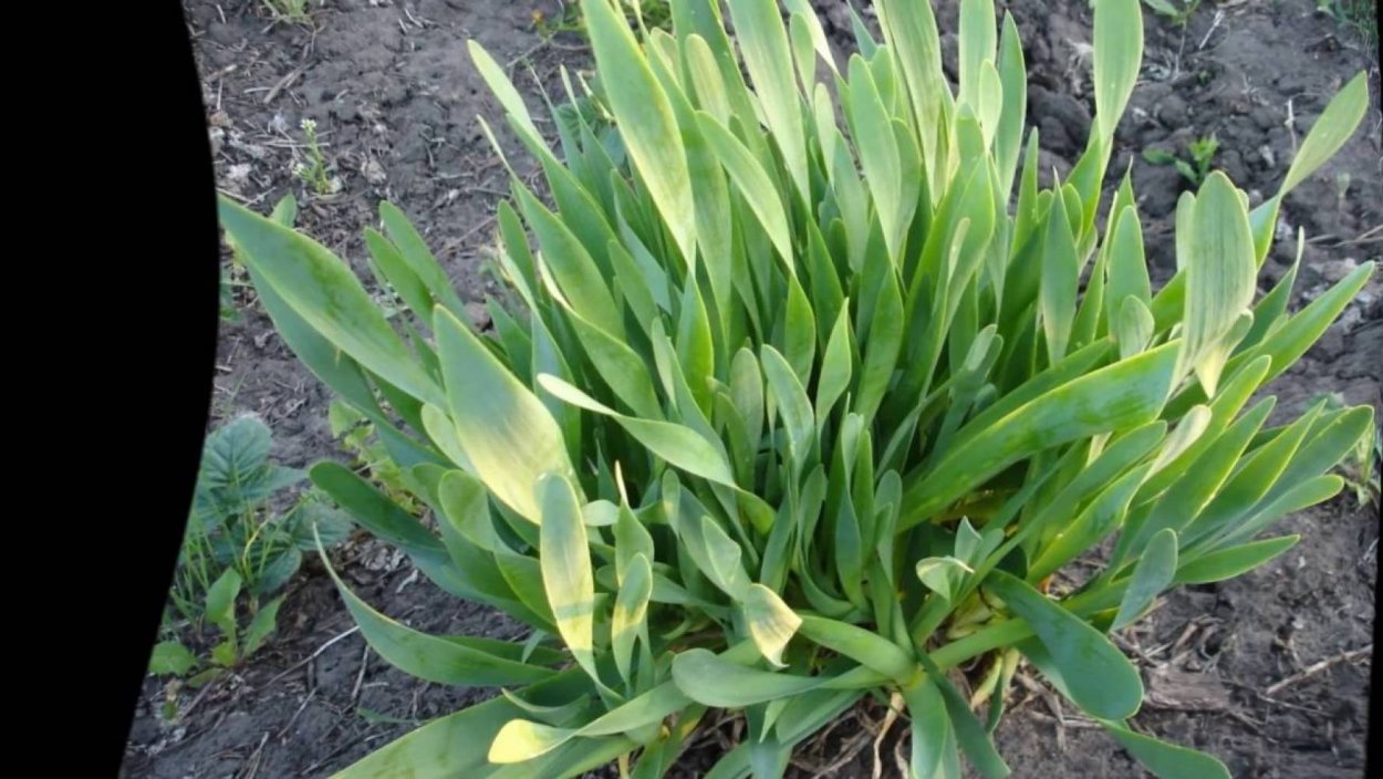 Лук скорода шнитт