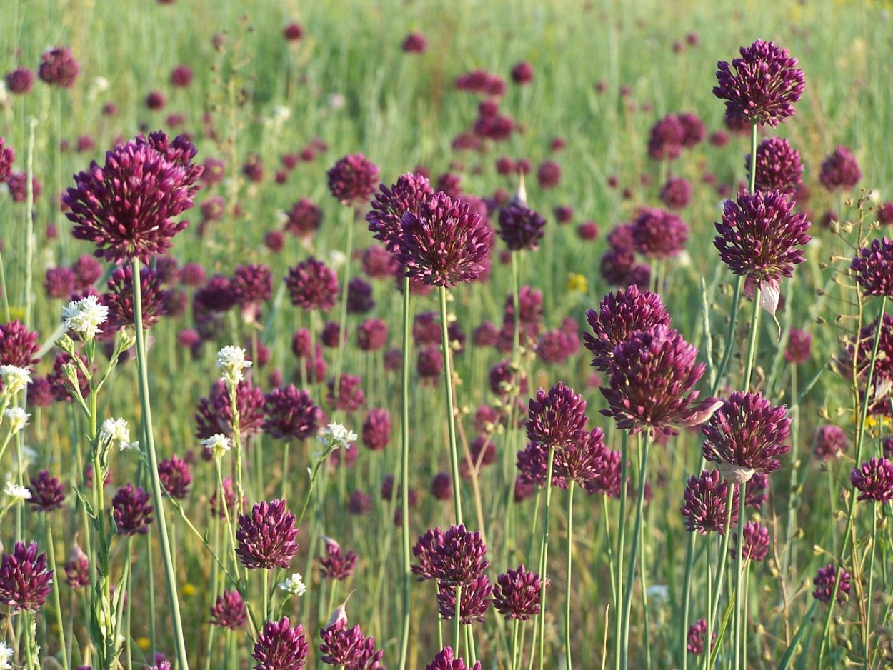 Дикий лук порей