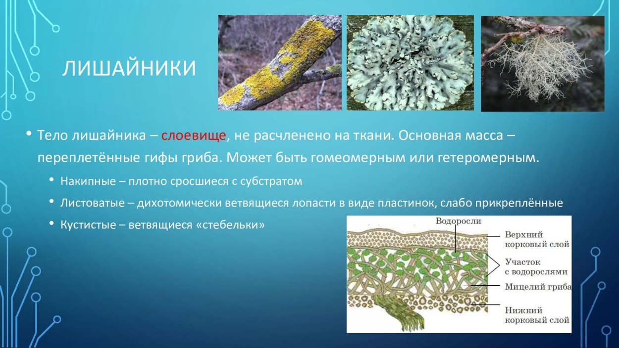 Олений мох сфагнум