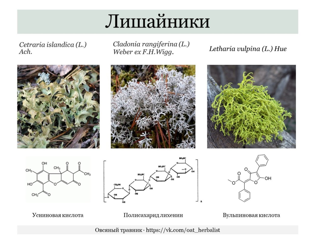 Лишайники Кольского полуострова