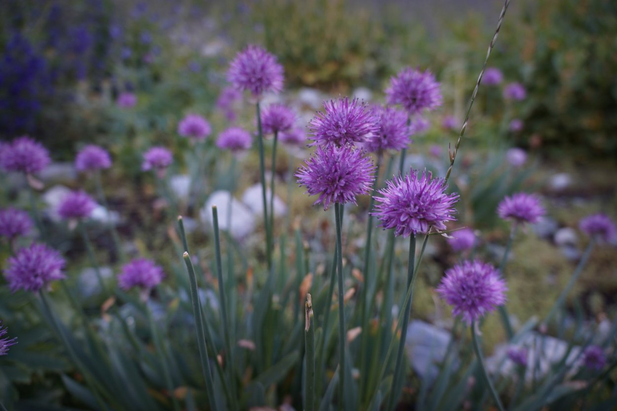 Дикий чеснок Луговой