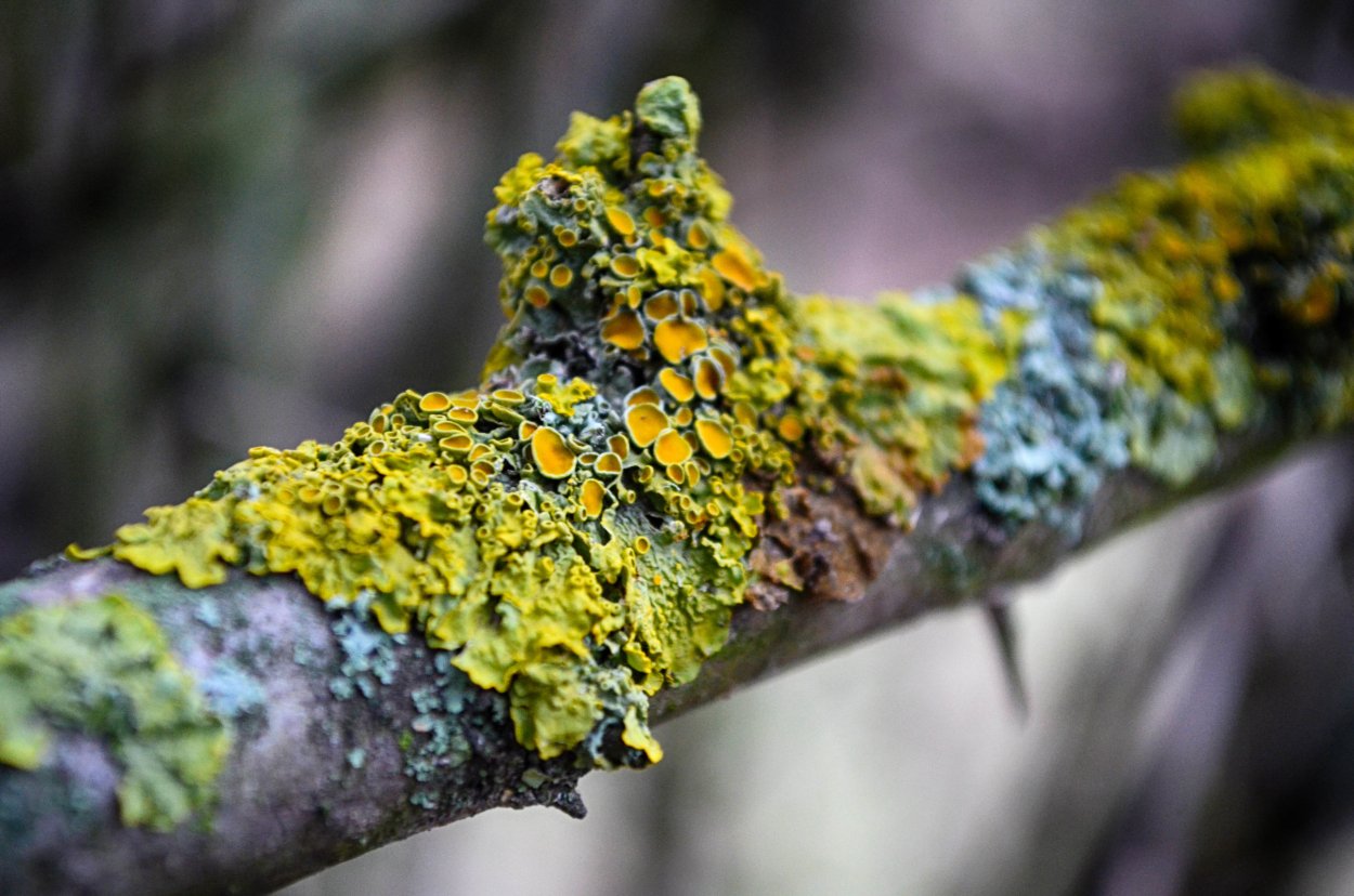 Лишайники листоватые зелёные