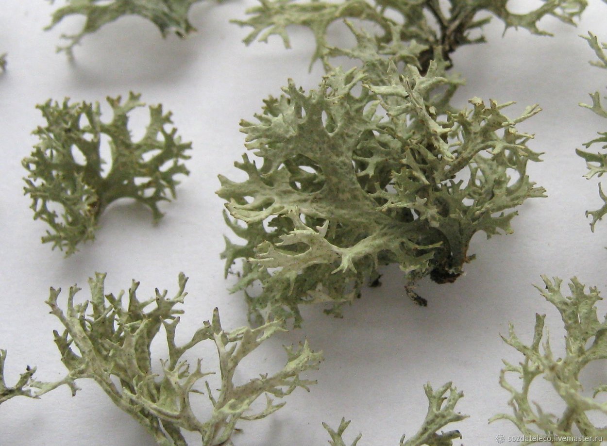 Кладония Оленья