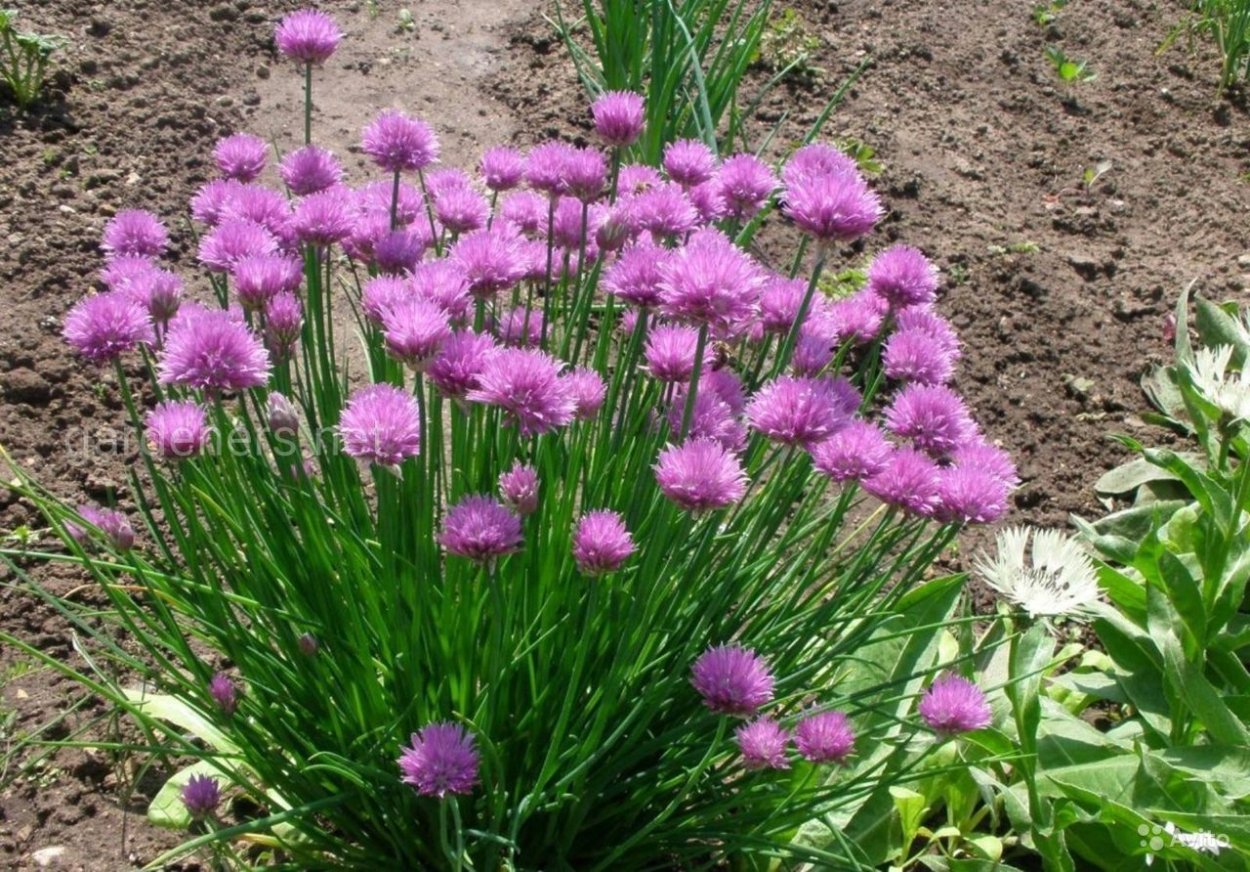 Чесночные перья