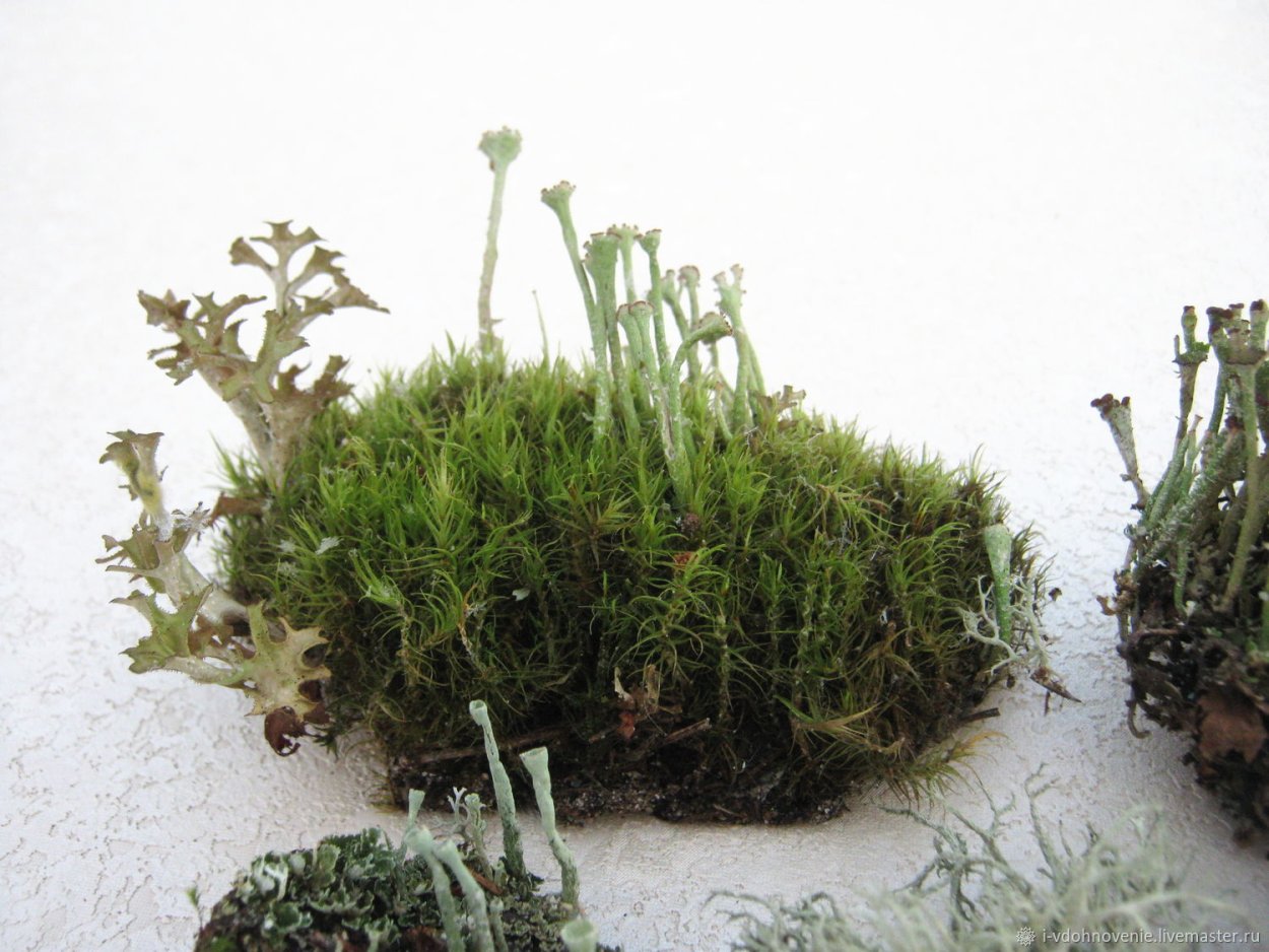 Лишайник цетрария в Арктике