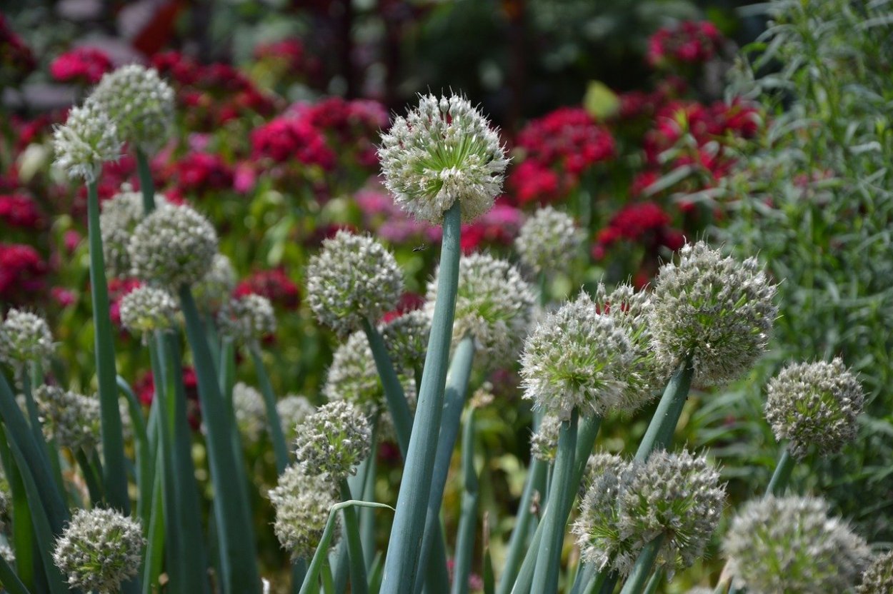 Лук горный - Allium montanum