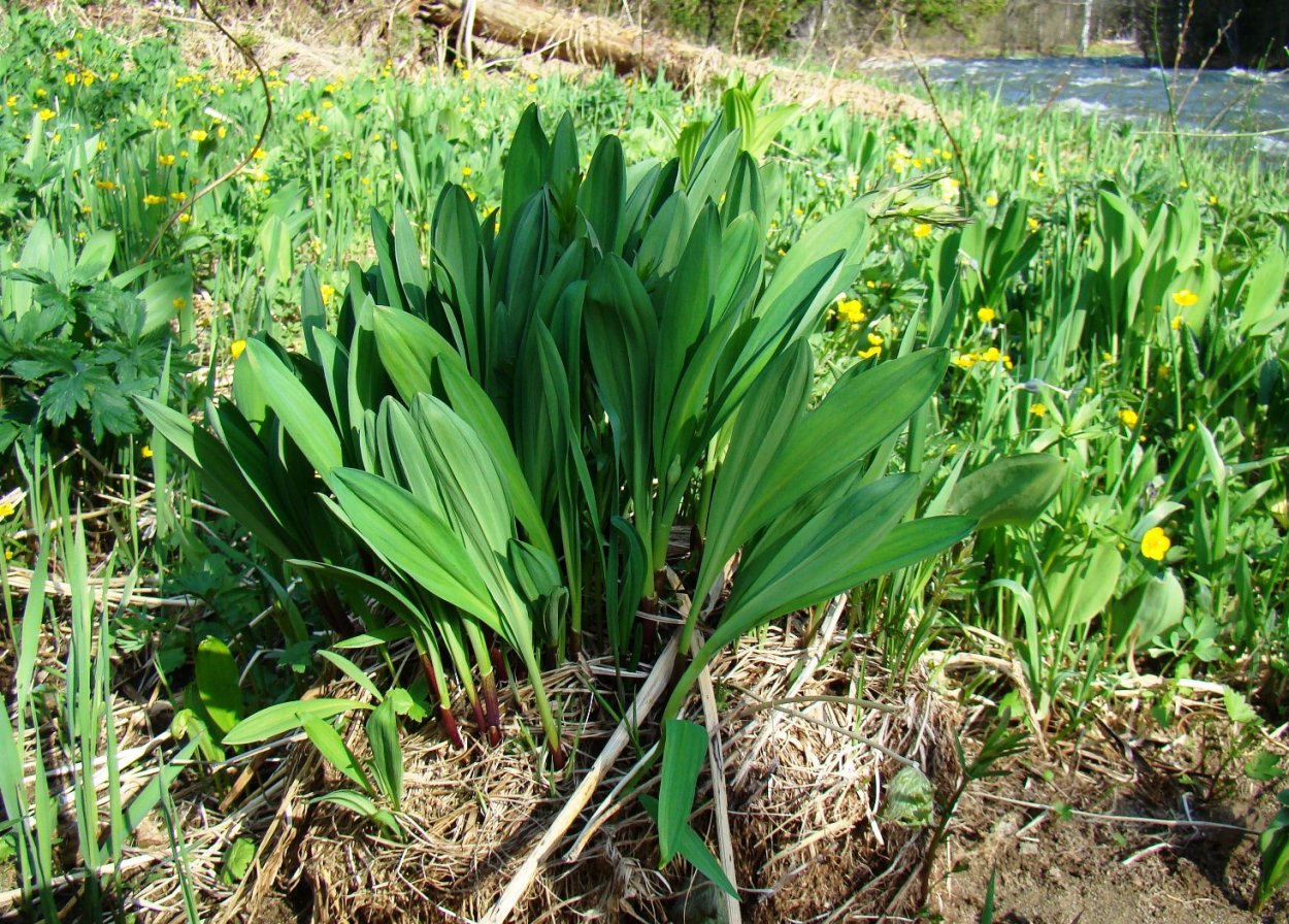 Лук поникающий слизун