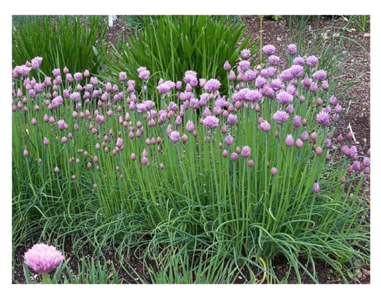 Лук шнитт (Allium schoenoprasum)