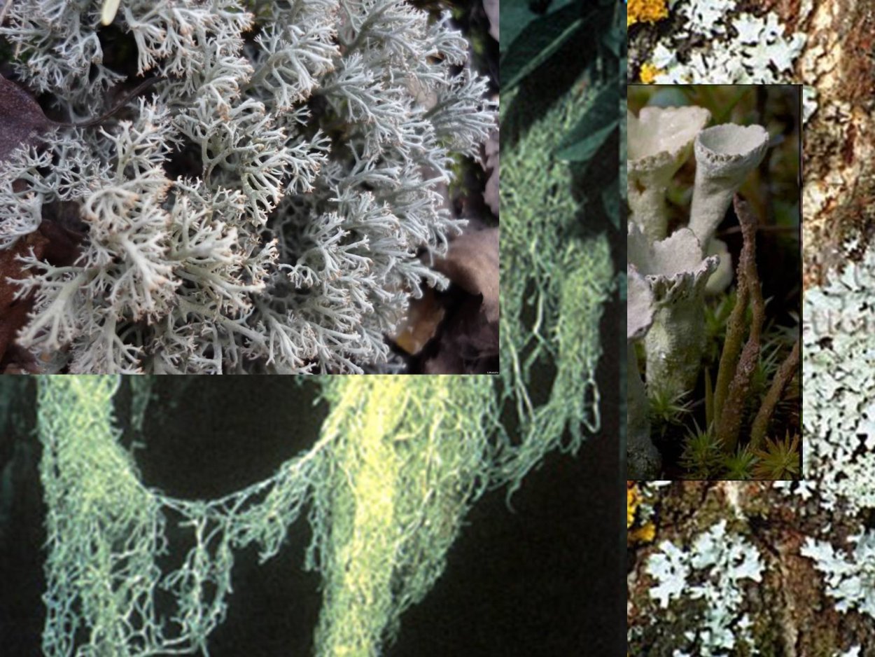 Кладония неприглаженная