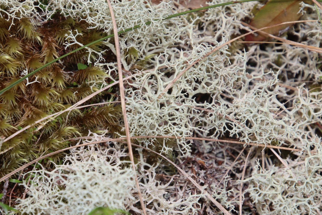 Эверния Сливовая