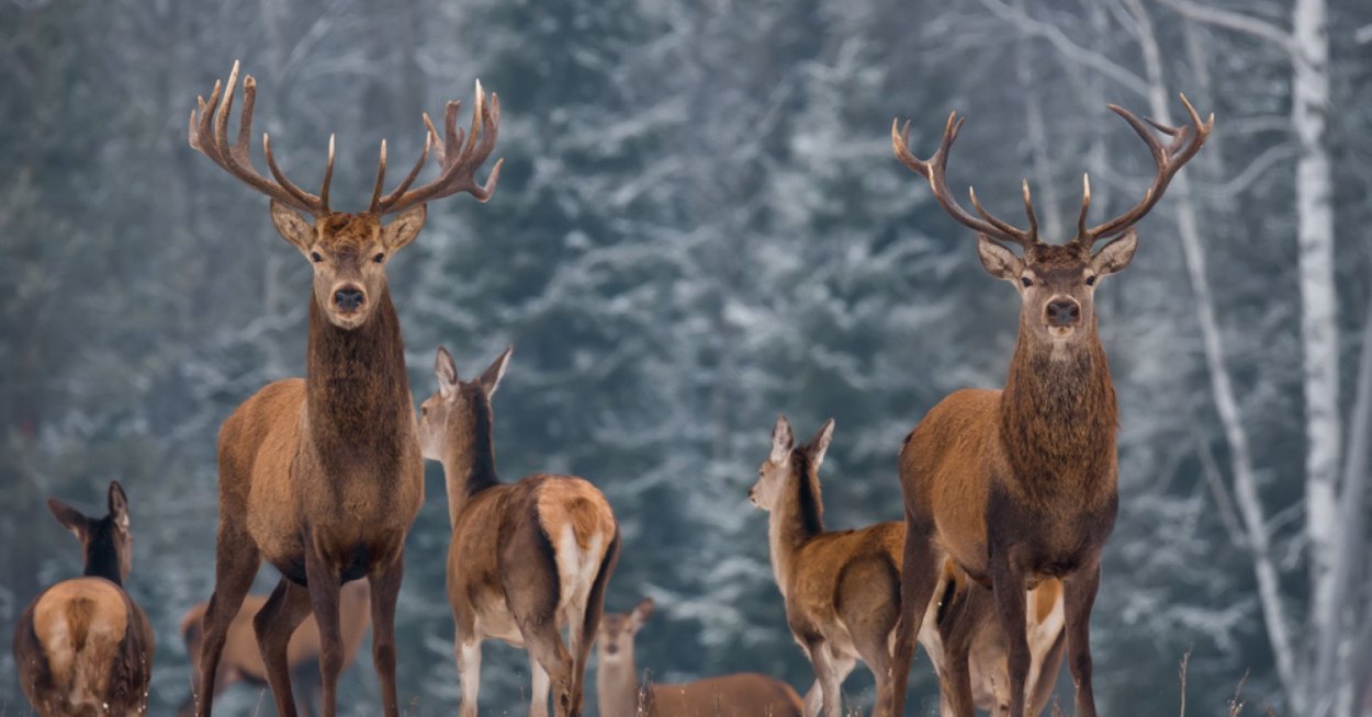 Амурский благородный олень изюбрь