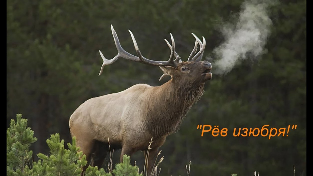 Изюбрь Байкальский