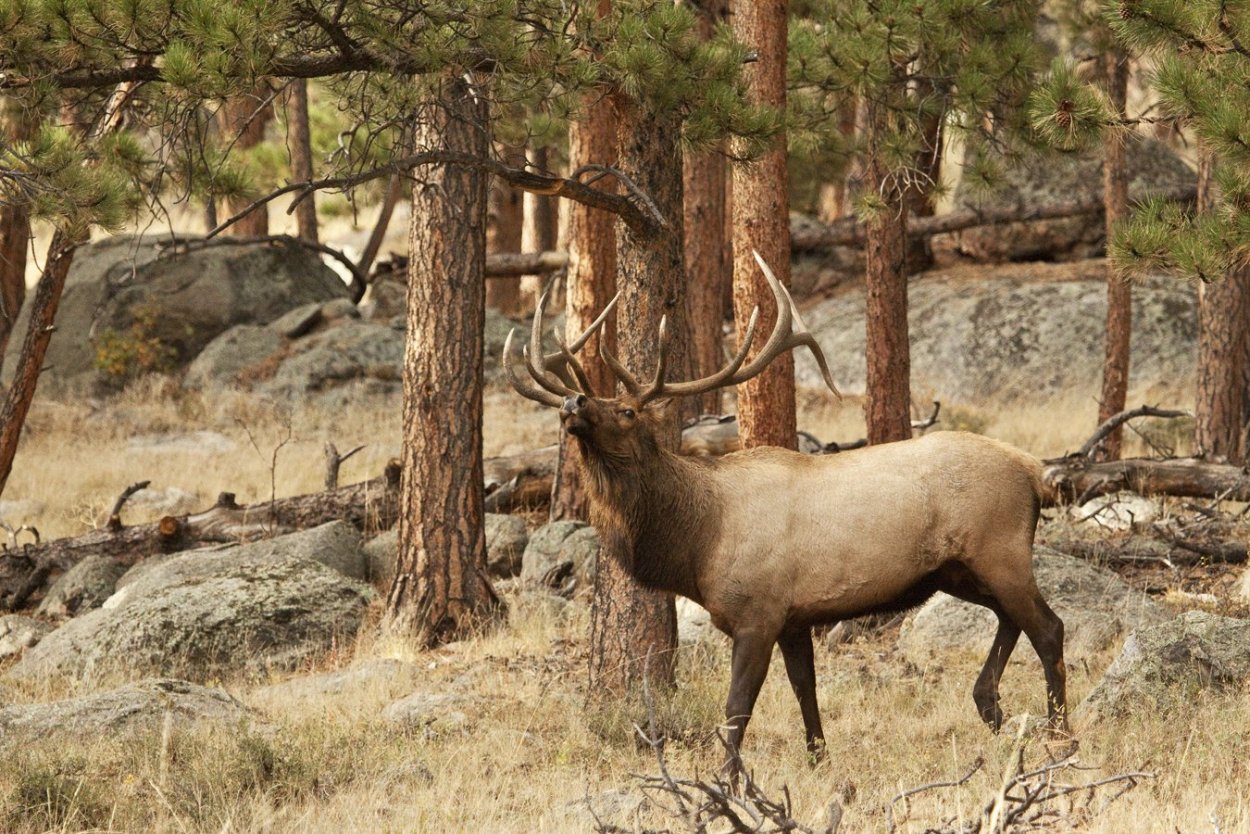 Изюбрь Оленевые