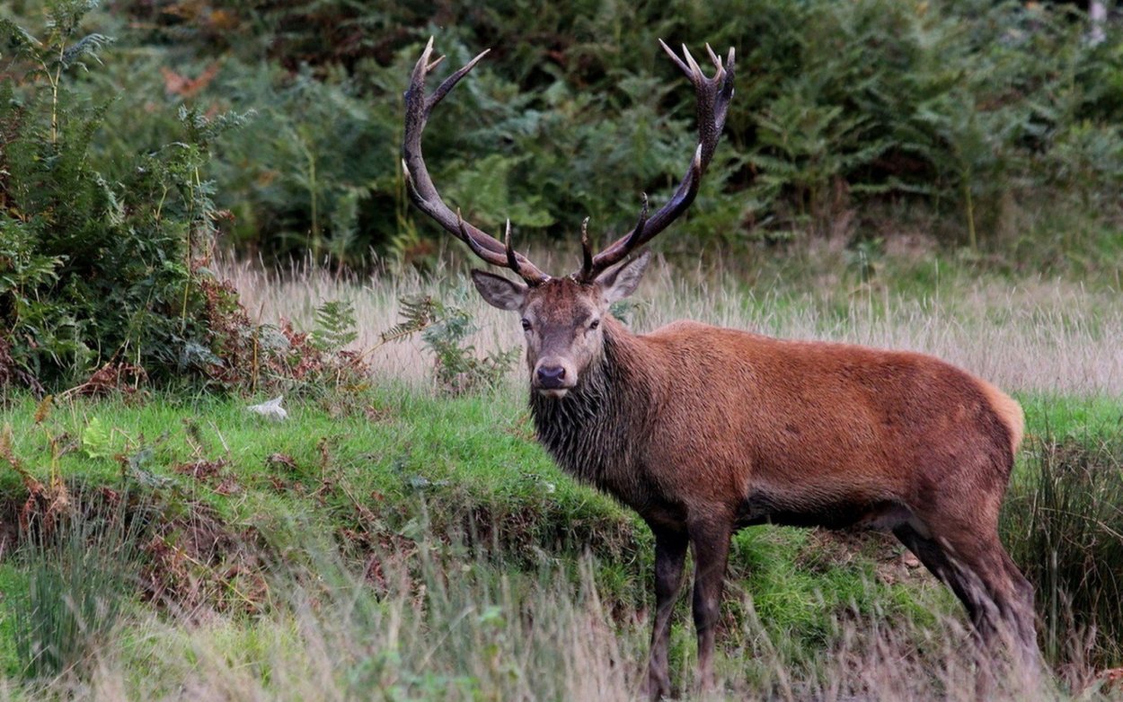 Изюбрь Дальневосточный