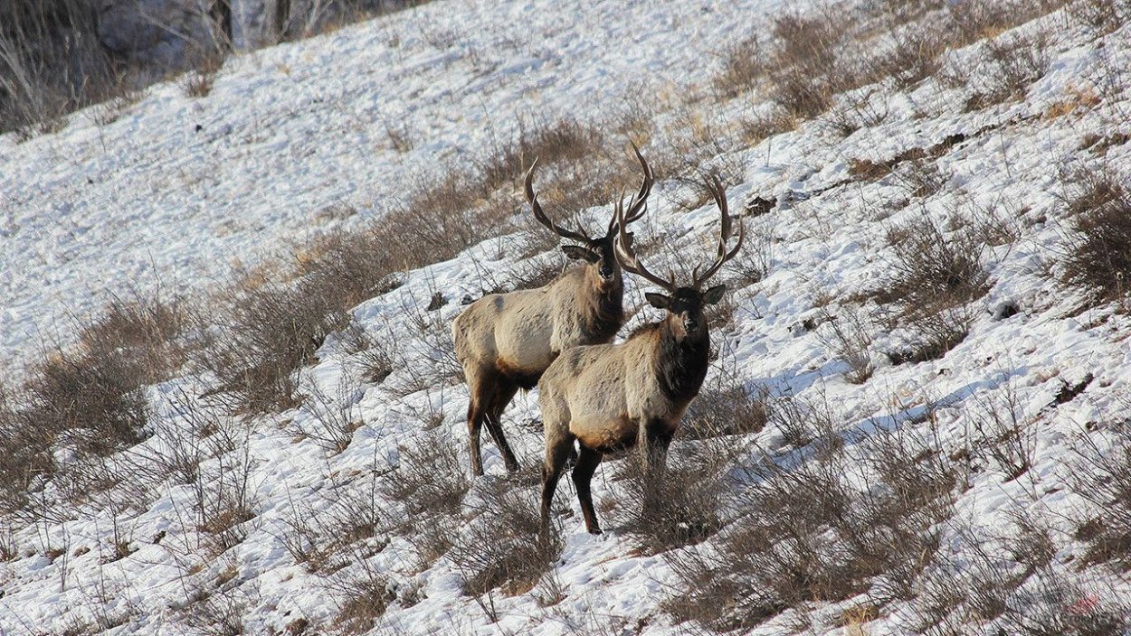 Уссурийский изюбрь