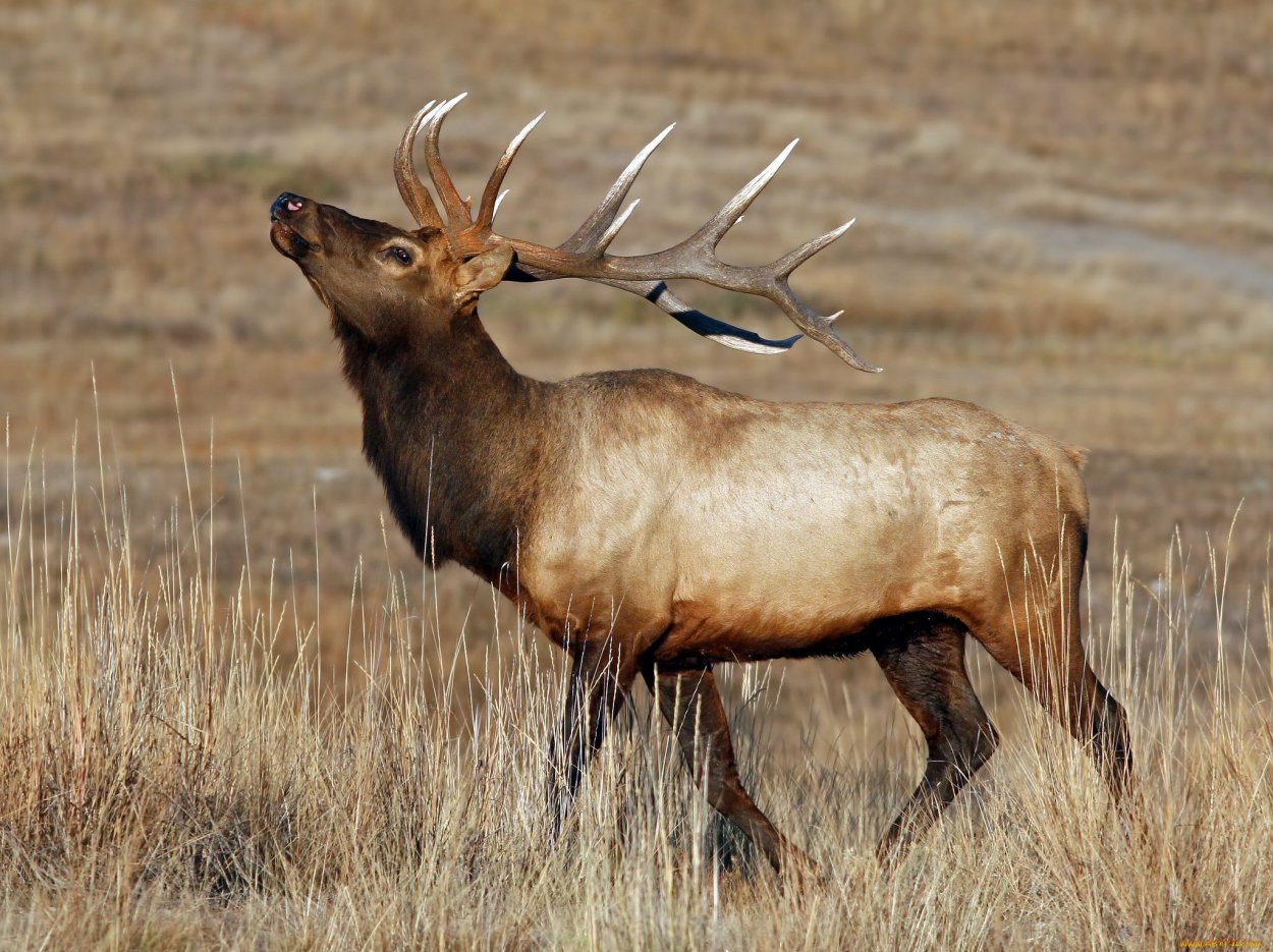 Европейский благородный олень