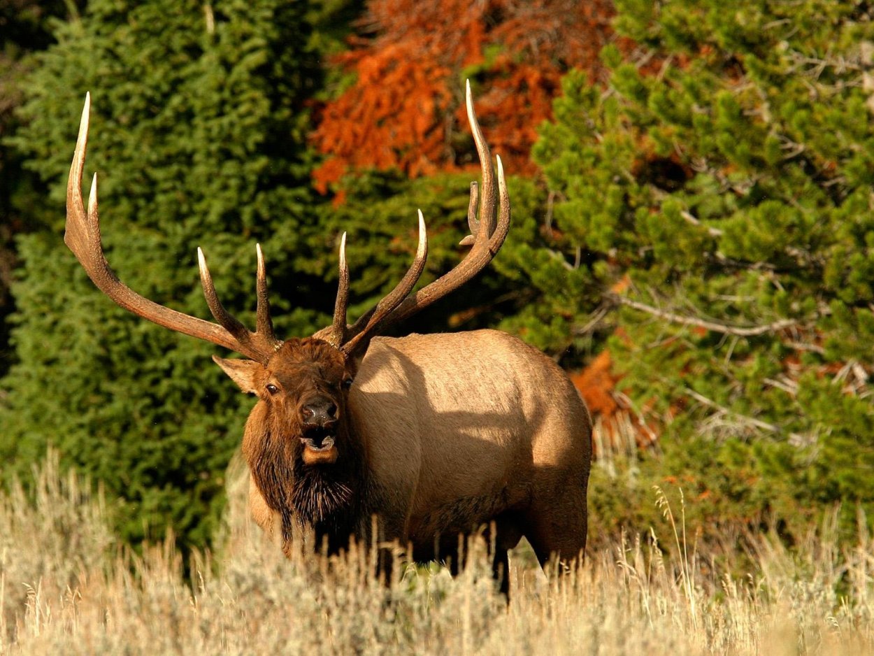 Лось и изюбрь