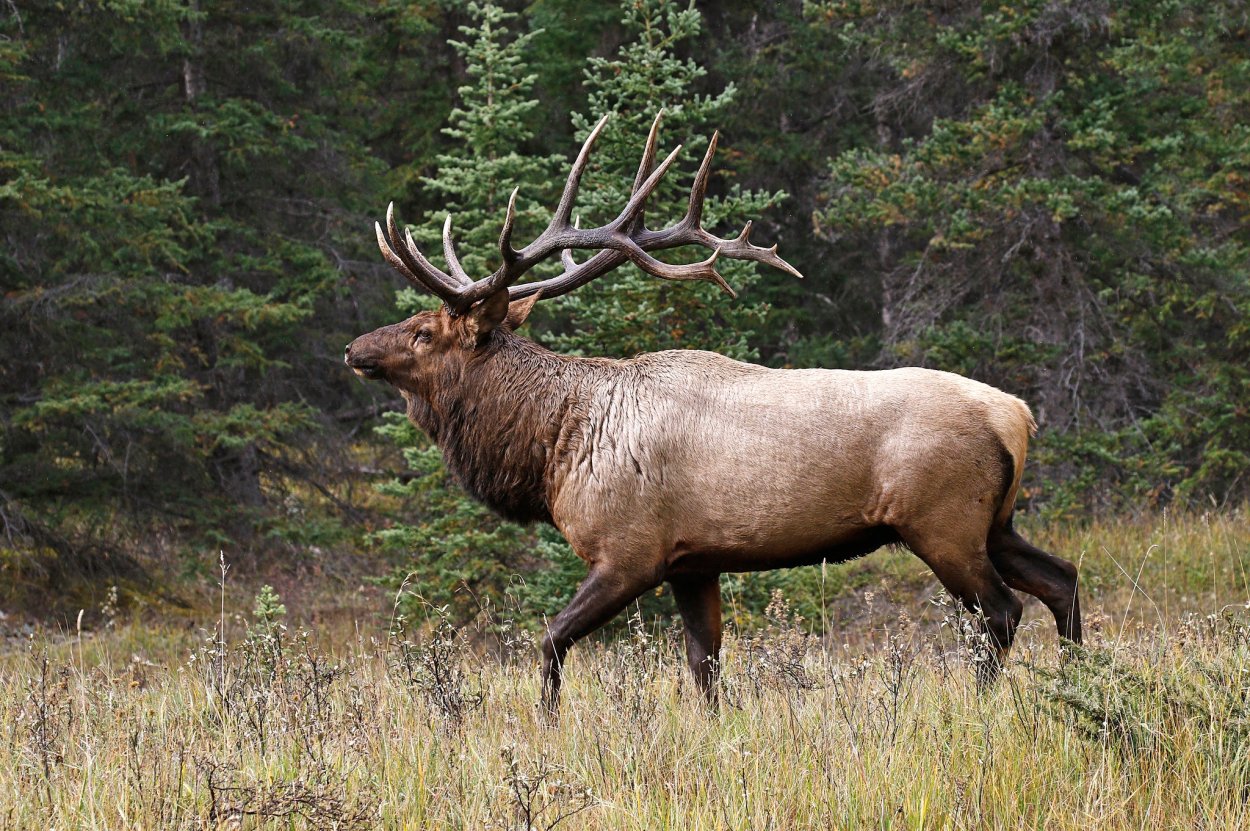 Амурский Изюбр