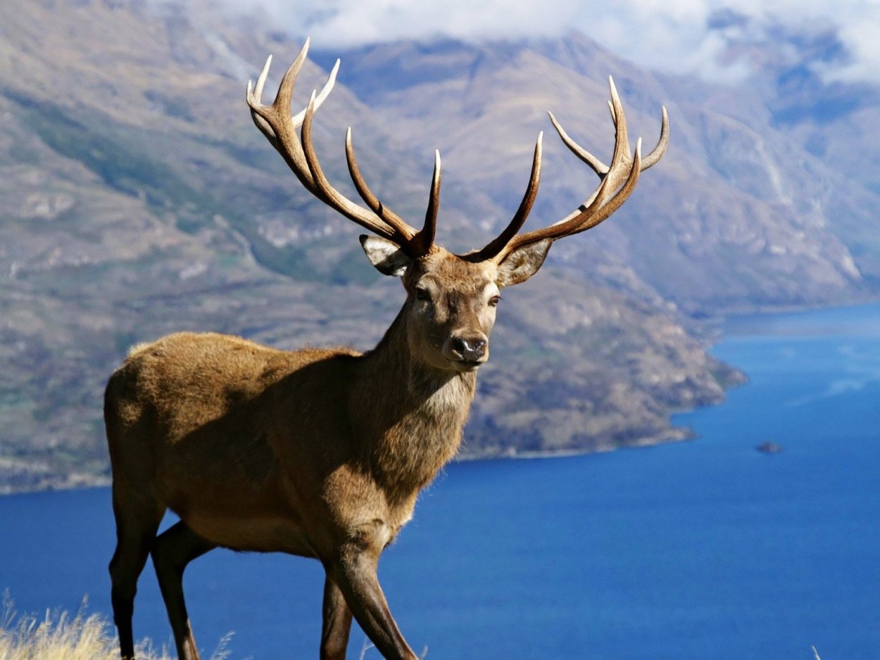 Изюбрь на Байкале