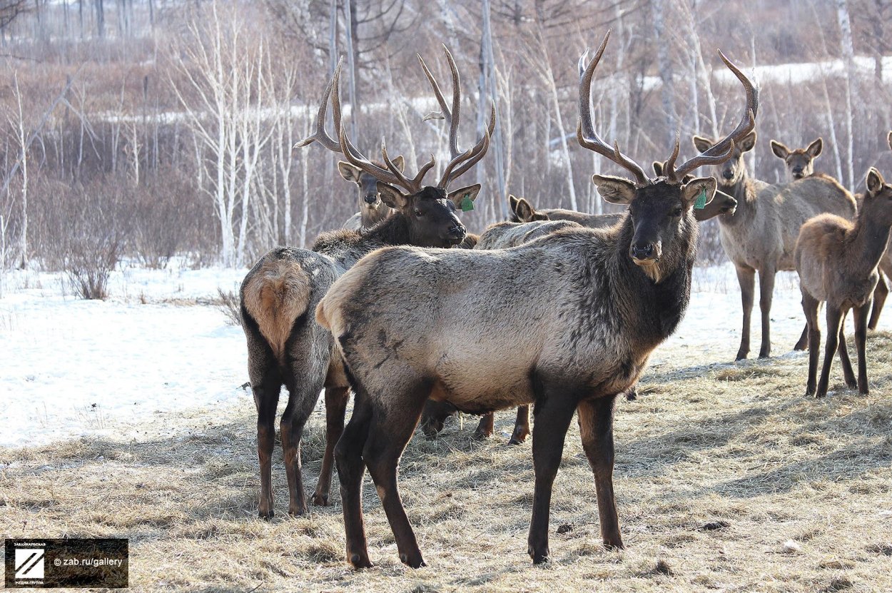 Изюбрь Дальневосточный